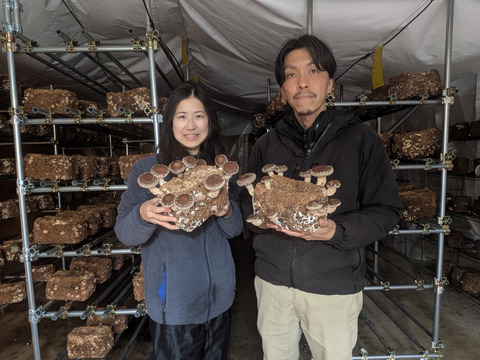 【母の日ギフト】 幸せの青い卵「下田ブルー」４パック、「下田しいたけ」800ｇセット