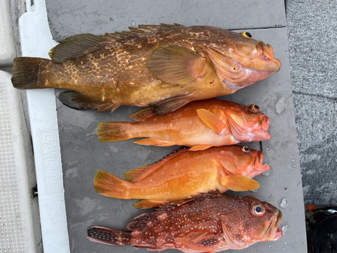 明日朝まで限定！捕れたて！アコウ・カサゴ・アカハタ 約3.5kgオーバー 長崎県対馬市(内臓・鱗処理済)