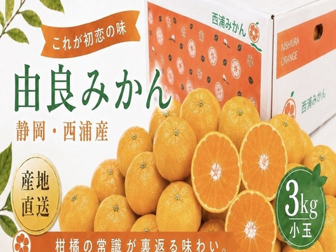 衝撃の味！『沼津西浦産』由良みかん　早生【小玉　3kg】