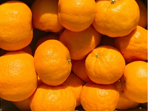 【柑橘食べ比べ】伊予柑2kg ＋ ポンカン2kg