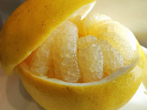 一度食べたら忘れない！高知の土佐文旦！訳あり3kg(M〜4Lサイズ混合
