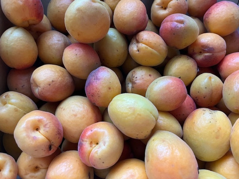 自然栽培の杏（あんず）生食・加工用3kg（品種ハーコット）大小混合【６月１８日発送限定】