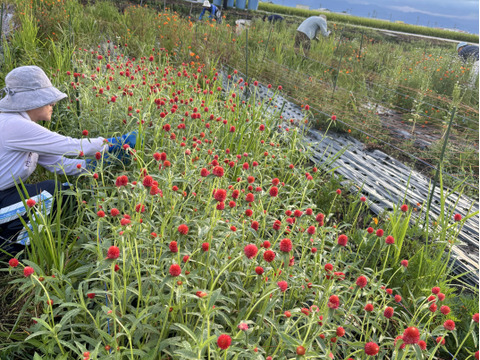 【にこにこユーカリ&千日紅セット】リース、スワッグ、ドライなどに山形県さがえ産【グニーユーカリ】50cm~60cm3本【千日紅・ストロベリフィールドとネオンローズ】30cm～40cm5本 花のある生活