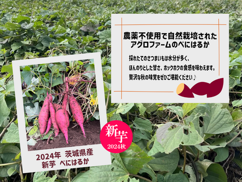 【福袋】🍠おまけ付き🍠 ② アグロファームの『紅はるか』大感謝福袋 ②  ２ヶ月貯蔵 新旬芋!! 2.5kg!!!