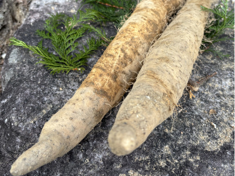 年初めの自然薯　祝い束２~４本・約１㎏