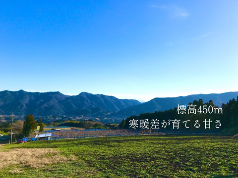 市場に出ない梨｜新水｜晴れ箱5kg・3日間限定出荷【夏ギフト】【贈答向】