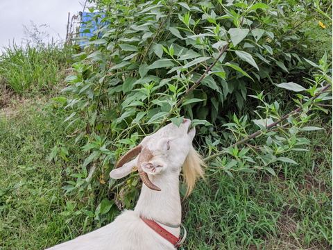 ＜自然栽培の菊芋　１ｋｇ＞肥料不使用、農薬も不使用、自家採種で
やさしい甘さ　アクが少なく！生食も美味の≪菊芋≫を八ヶ岳南麓よりお届します