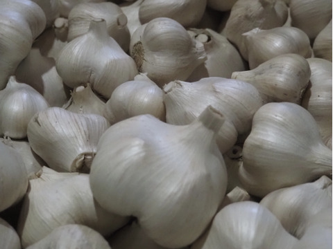 【初出品セール】にんにく【ホワイト六片】【乳酸菌農法】濃厚な味と甘味（家庭用 2kg）