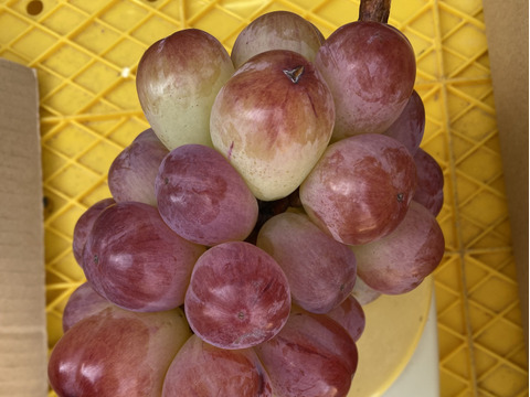 特別栽培ぶどうバイオレットキング♡山形県産♡大粒の次世代キングオブブドウ♡