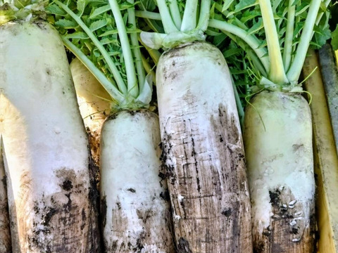 【農薬化学肥料不使用】朝採り！信州伊那谷★旬の野菜セット Mサイズ (金曜発送)