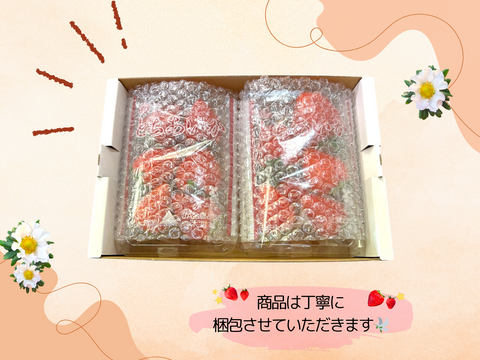 高糖度♡朝採れ直送🍓甘くてジューシー！【とちあいか】2段詰2パック