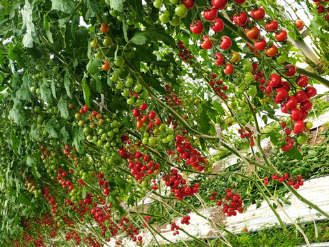 ７月上旬までの限定販売！とろ～り♪とろける食感🍅プチぷよ赤色ONRY！約１９０g×４ｐ