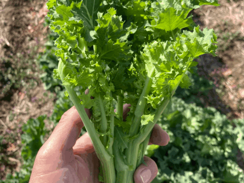 甘みと栄養たっぷり『かき菜』500g