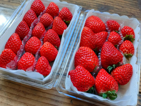 朝摘み直送！サイズおまかせ徳用2パック【よつぼし】約450g