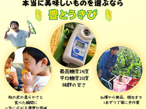 平均糖度20度　豊とうきび　８本セット