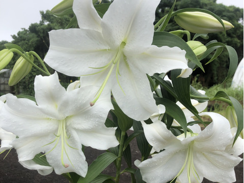 女王の名にふさわしい風格と気品「カサブランカ」セット【熨斗対応可】