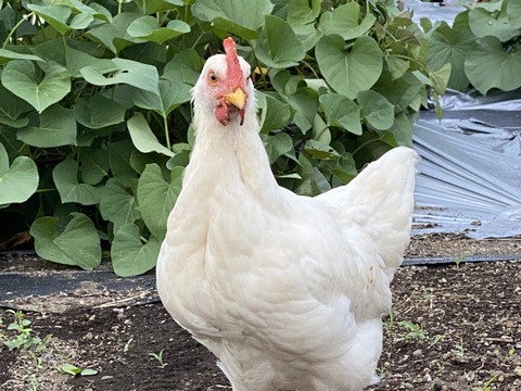 【大寒卵】スペシャル5種食べくらべパック20個セット