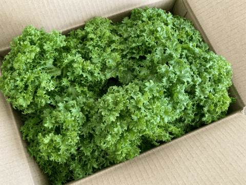 ピリッとからい『わさび菜』500g