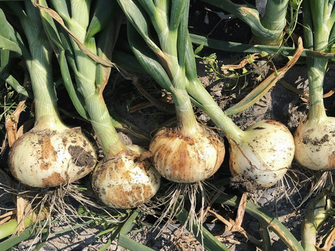 【旬をお届け】淡路島産 極早生新玉ねぎ2.5キロ