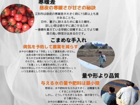 平均糖度20度　豊とうきび　８本セット