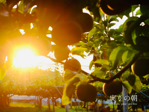 市場に出ない梨｜新水｜晴れ箱5kg・3日間限定出荷【夏ギフト】【贈答向】