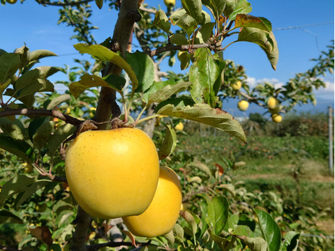 パリッと甘酸っぱい シナノゴールド5kg箱(20玉)