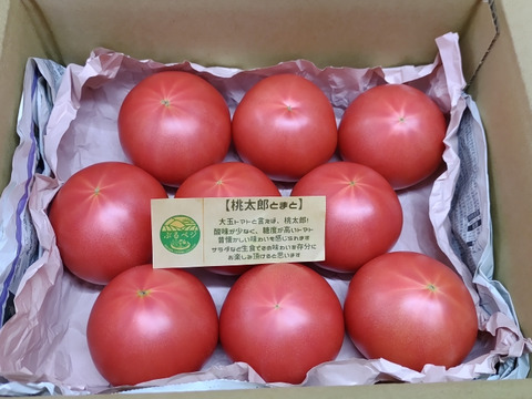 大玉トマトの王道！桃太郎🍅 赤熟もぎりの桃太郎【みなみ】８〜９玉詰め！＋ 朝もぎキュウリ🥒３本 ６０size箱 約１.６キロ