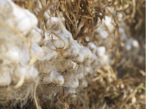 【初出品セール】にんにく【ホワイト六片】【乳酸菌農法】濃厚な味と甘味（家庭用 2kg）