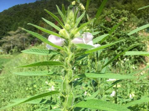 ★ラスト1個！(≧▽≦)！★
【黒ごま】（生・洗いごま・未焙煎）100g　農薬不使用・化学肥料不使用　令和5年　岐阜県産【クリックポスト・送料差額割引中】