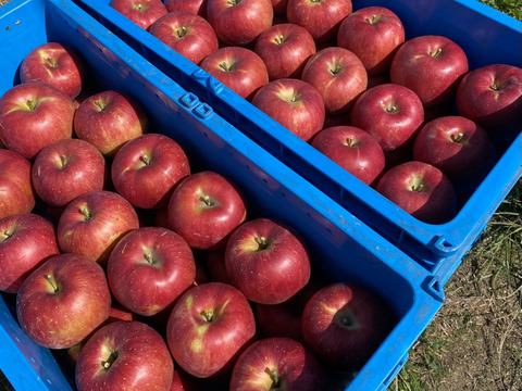 【予約】濃厚な甘み！シナノスイート『信州りんご』６kg（３kg×２箱）