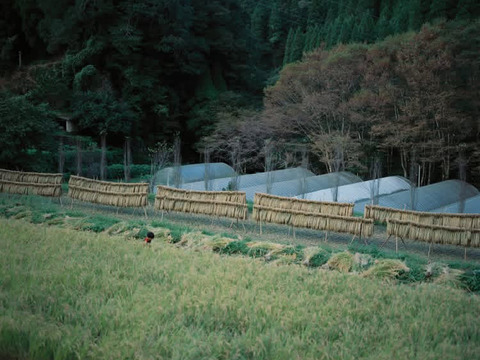 熊本在来米「穂増」　自然栽培（天日干し）玄米　３kg