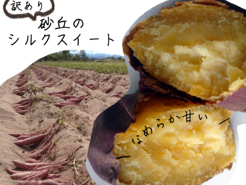 【訳あり】なめらか～で甘い！砂丘のシルクスイート(３㎏)