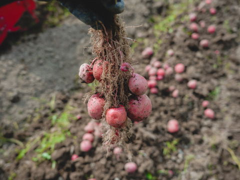 うまみと甘み　有機新じゃがいも 3kg｜アンデスレッド