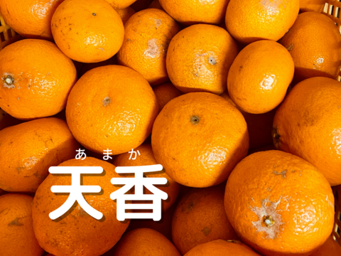 みかん好き必見！【食べ比べ】天香・はるみ・天草【旬の柑橘詰め合わせ5㎏】