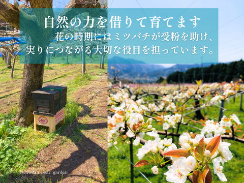 市場に出ない梨｜新水｜晴れ箱5kg・3日間限定出荷【夏ギフト】【贈答向】