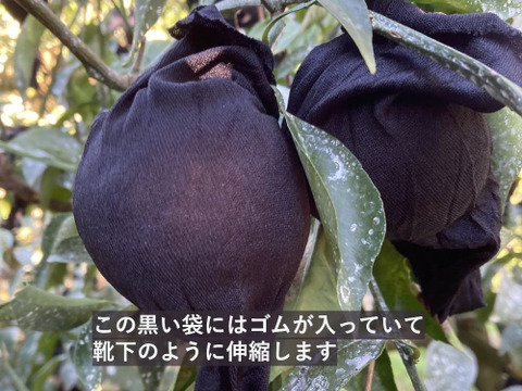 甘くて爽やか「爽蜜はるみ」 みかん５㎏　糖度13～15度　静岡県より産地直送