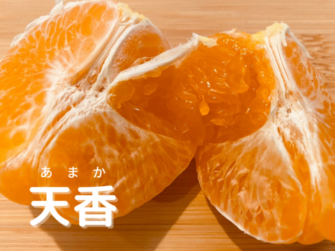 【食べ比べ】天香・天草【希少な柑橘セット5kg】