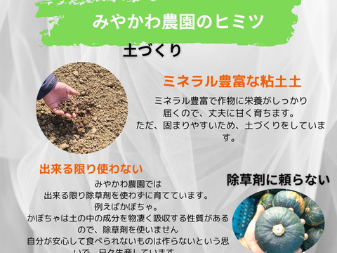 平均糖度20度　豊とうきび　８本セット