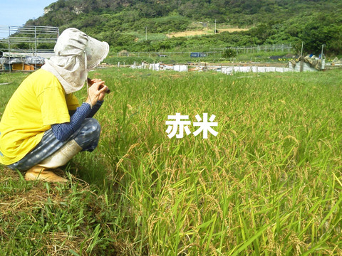 自然栽培･天日干し!古代米(黒赤緑)ブレンド(100g×4p)