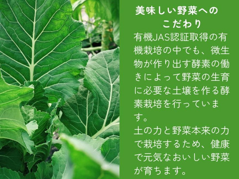 有機JAS認証取得『有機ケールパウダー 50g』 野菜 パウダー オーガニック 農薬無散布 無添加 有機JAS認証取得