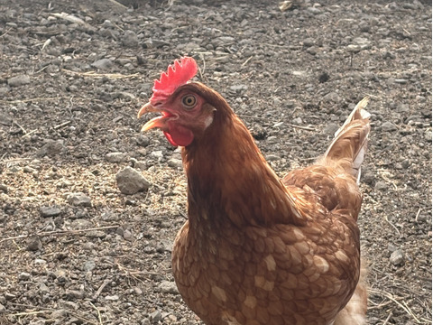 【大寒卵】スペシャル5種食べくらべパック20個セット