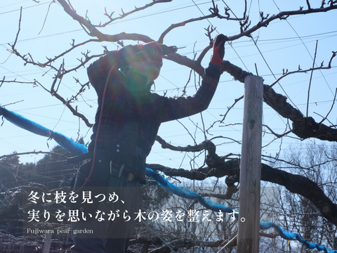 市場に出ない梨｜新水｜晴れ箱5kg・3日間限定出荷【夏ギフト】【贈答向】