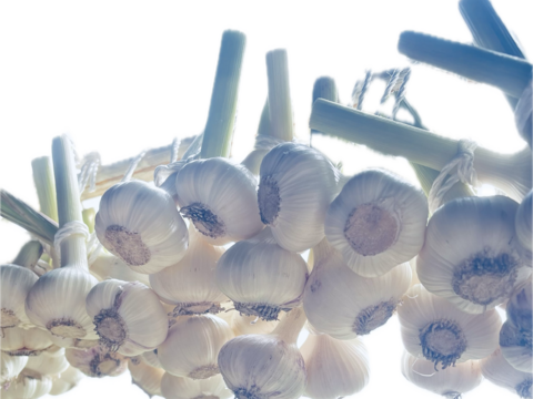 【予約限定】愛媛県四国カルスト大野ヶ原産！
にんにくの芽+にんにくの葉+にんにくのつぼみ　約1kg