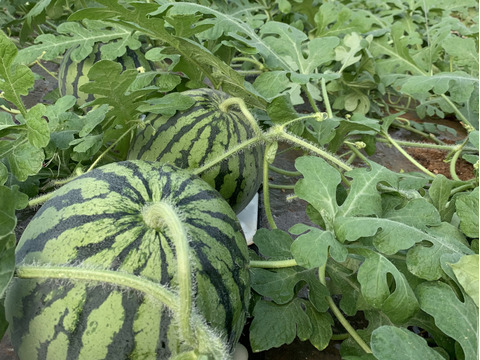 【幻】金山すいか 大玉  1玉 7kg～8kg