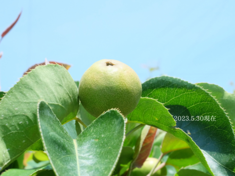 緊急出荷＊『幻の梨』【新水】【家づかい用】上品な香りと芳醇な甘さ＊【3kg】