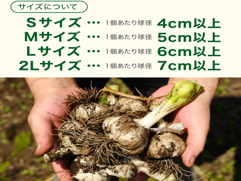 【まとめ買いでさらにお買い得セール！！】新物　白玉王🧄『あきたしらかみにんにく』訳ありSサイズ5kg