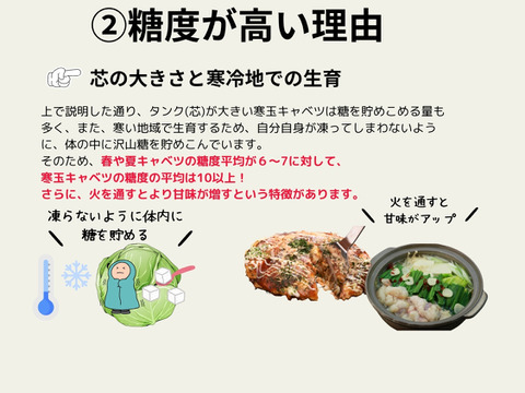 通常キャベツの３倍の重量！しかも甘い‼寒玉キャベツ4玉セット