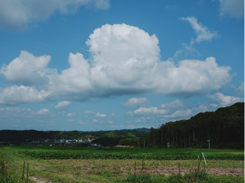 うまみと甘み　有機新じゃがいも 3kg｜アンデスレッド