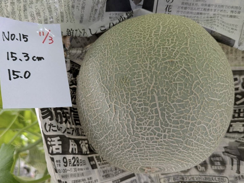 【10月末～収穫！！秋に美味しいメロンが食べられる！！】いつでも甘くておいしい大玉最高級メロン！「大利根ロマン 」予約