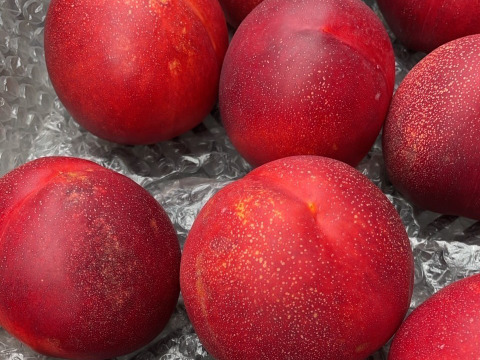 濃厚ネクタリン 黎明 A品小箱(約1㎏)